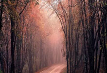 体育频道-中国新闻网.